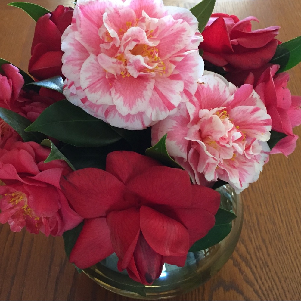 Meet your Posher, Jenifer